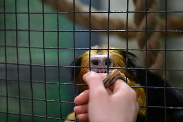little tame monkeys in a children's contact zoo