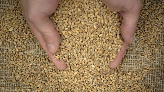 Farmer's hands grabbing wheat kernels from pile of wheat grain on burlap sack in slow motion