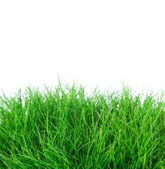Fototapeta premium grass isolated on a white background