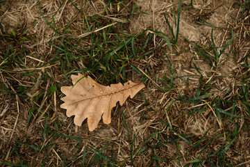 autumn leaves on green grass