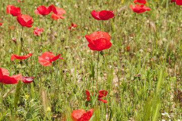 Fototapeta na wymiar Springtime wild red poppy flowers