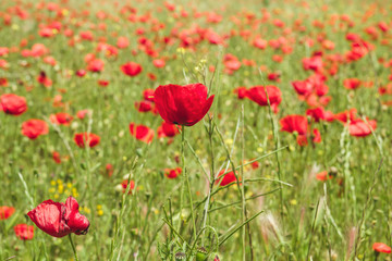 Fototapeta na wymiar Detail of wild red poppy flowers