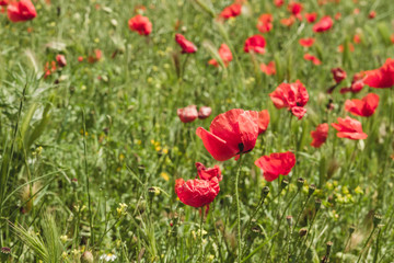 Springtime wild red poppy flowers
