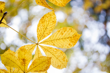 Chestnut yellow autumn leafs on the branch.