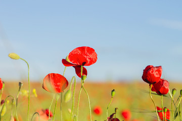 Wild red poppies in the countryside