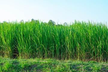 Green rice fields and evening sun in the Southeast Asian monsoon.