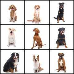 Group beautiful house pets in front of a white background