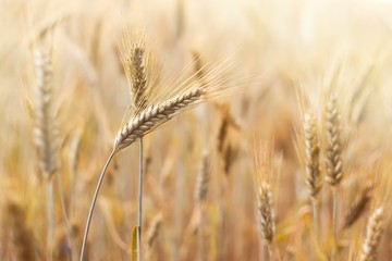 Wheat field in sunny day. Agriculture, husbandry