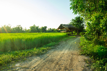 Green rice fields and evening sun in the Southeast Asian monsoon.