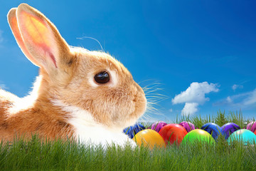 Hase liegt im Gras mit Ostereier