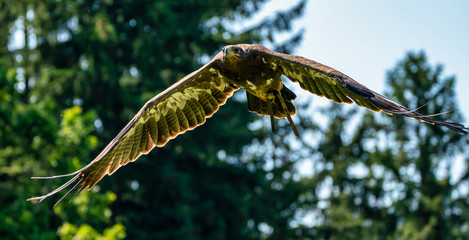 Harris's hawk, Parabuteo unicinctus, bay-winged hawk or dusky hawk