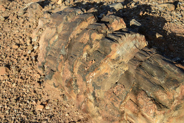 Petrified forest, Damaraland, Namibia