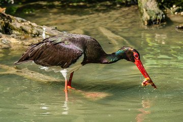 Black stork, Ciconia nigra in a german nature park