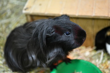 guinea pigs in a children's contact zoo