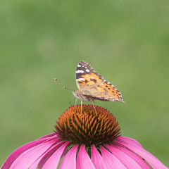 close-up of a painted lady (Vanessa cardui) on the blossom of a coneflower