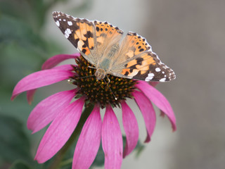 close-up of a painted lady (Vanessa cardui) on the blossom of a coneflower