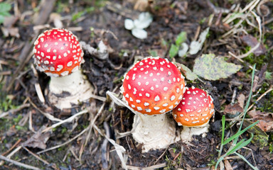 Fliegenpilz 3
