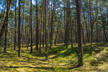 morning in the forest