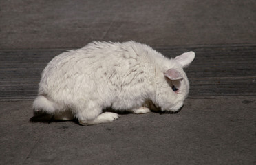 View of european white rabbit stands on sidewalk, pavement in city street and center square, close up. Portrait of decorative bunny with white fur on dark background. Rabbits are tame and cute pets.