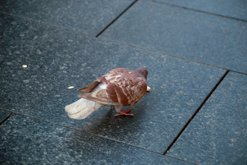 Feeding of pigeon. Bird dove on sidewalk holds in its beak one popcorn and eats isolated. Detail and view of beautiful street pigeon on pavement in city street and center square, close up.