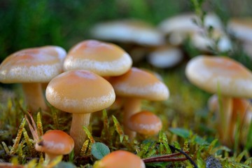 mushrooms in forest