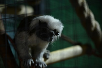 little tame monkeys in a children's contact zoo