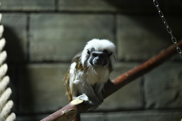 little tame monkeys in a children's contact zoo