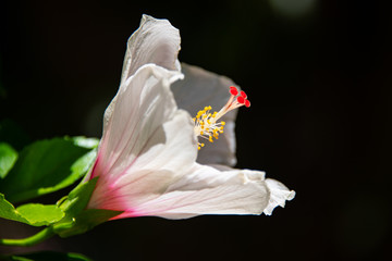Hibiskus Eibisch Blume Blüte Nahaufnahme Makro Sonnenlicht Mittelmeer Sardinien Sommer Malvengewächs weiß durchscheinend fragil mediterran Gewächs 