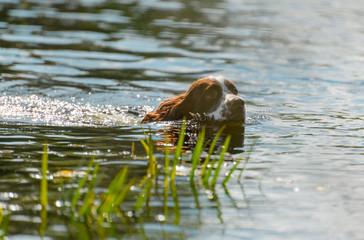 The hunting red dog is swimming in a water and holding the wildfowl (Gallinago media) in its mouth.