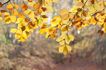 autumn leaves on tree