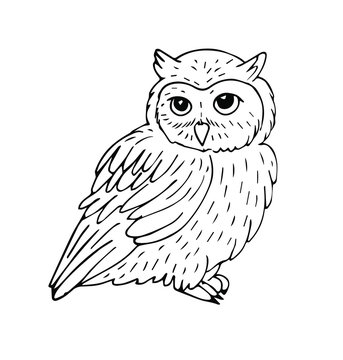 Vector hand drawn sketch sitting owl isolated on white background