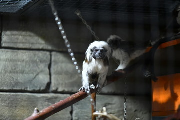 little tame monkeys in a children's contact zoo