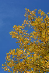 Beautiful orange, red and yellow fall colors on a sunny day with blue sky in the background