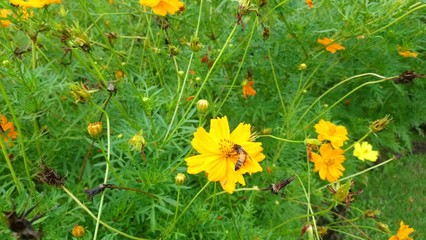dandelions in green grass