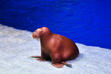 walrus at a performance in the pool