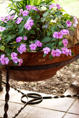 Fototapeta na wymiar pink impatiens flowers on pot at garden