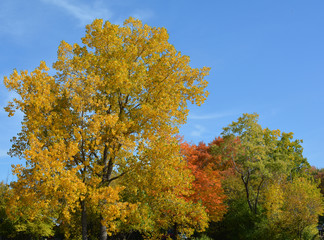 Fototapeta premium Beautiful orange, red and yellow fall colors on a sunny day with blue sky in the background