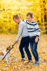 Fototapeta premium Children play with Jack Russell Terrier with a stick in the autumn forest. Autumn walk with a dog