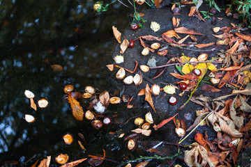 Chestnuts and leaves on the ground and puddle