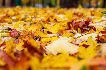 Yellow autumn leaves on the ground. Red and orange autumn leaves background. Outdoor. Colorful backround image of fallen autumn leaves perfect for seasonal use. Space for text.