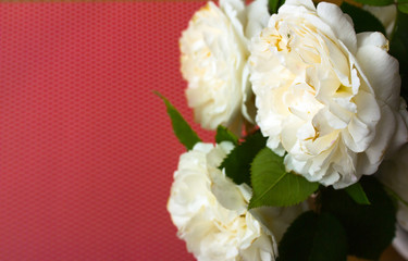 Festive  white rose  composition on the red  background.