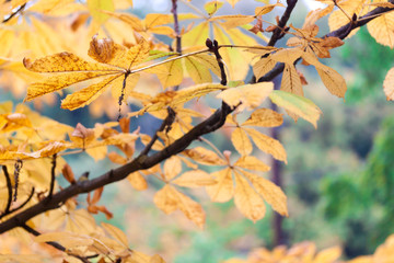 Chestnut yellow autumn leafs on the branch.