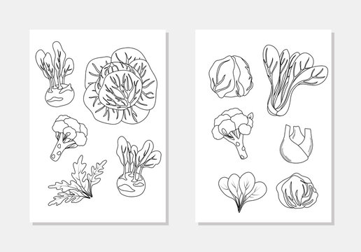vector vegetarian salad element set cabbage broccoli fennel agula coloring book outline