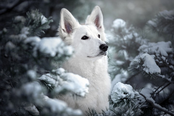 white shepherd dog posing outdoors in winter