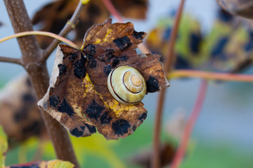 Snail shell on autumn leaf