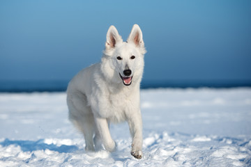 Obraz na płótnie Canvas happy white shepherd dog running outdoors in winter