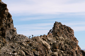 Chamois family in french alpes mountain