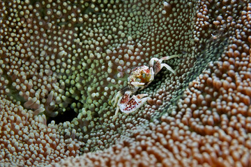 Anemone crab hiding in its anemone.