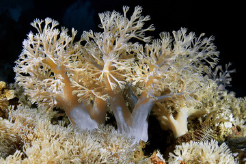 Soft coral of the family Xeniidae. Underwater photography.
