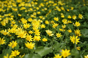 Obraz premium Yellow flowers in the meadow